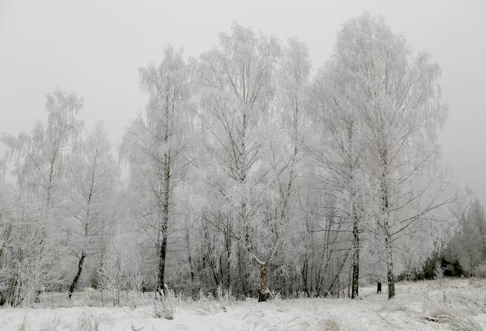 Зимний мотив
