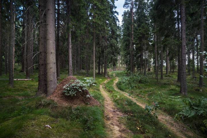 В ельнике