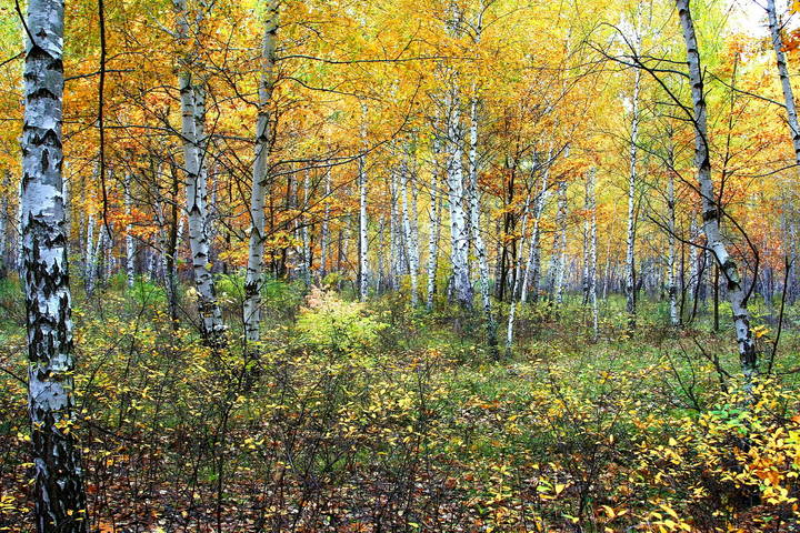  Осенние зарисовки