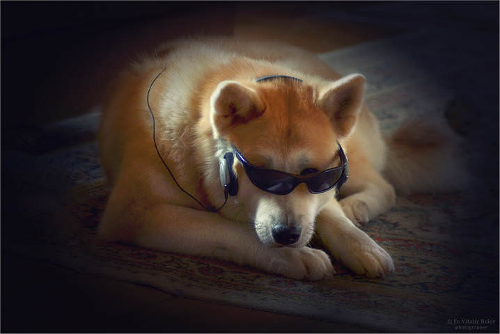Пес меломан