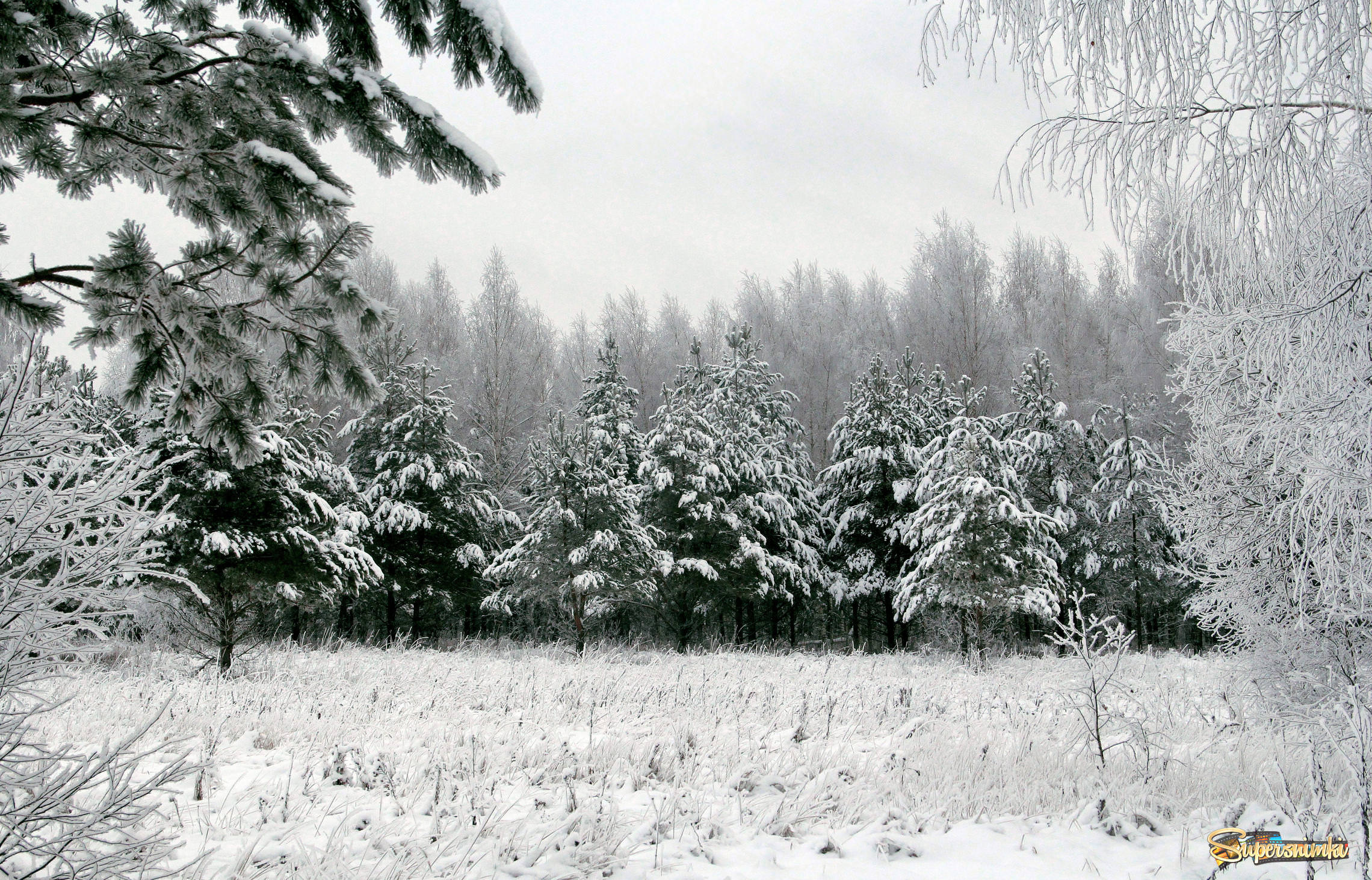 Зимний лес в объятьях тишины задремал, укутав ветки снегом...