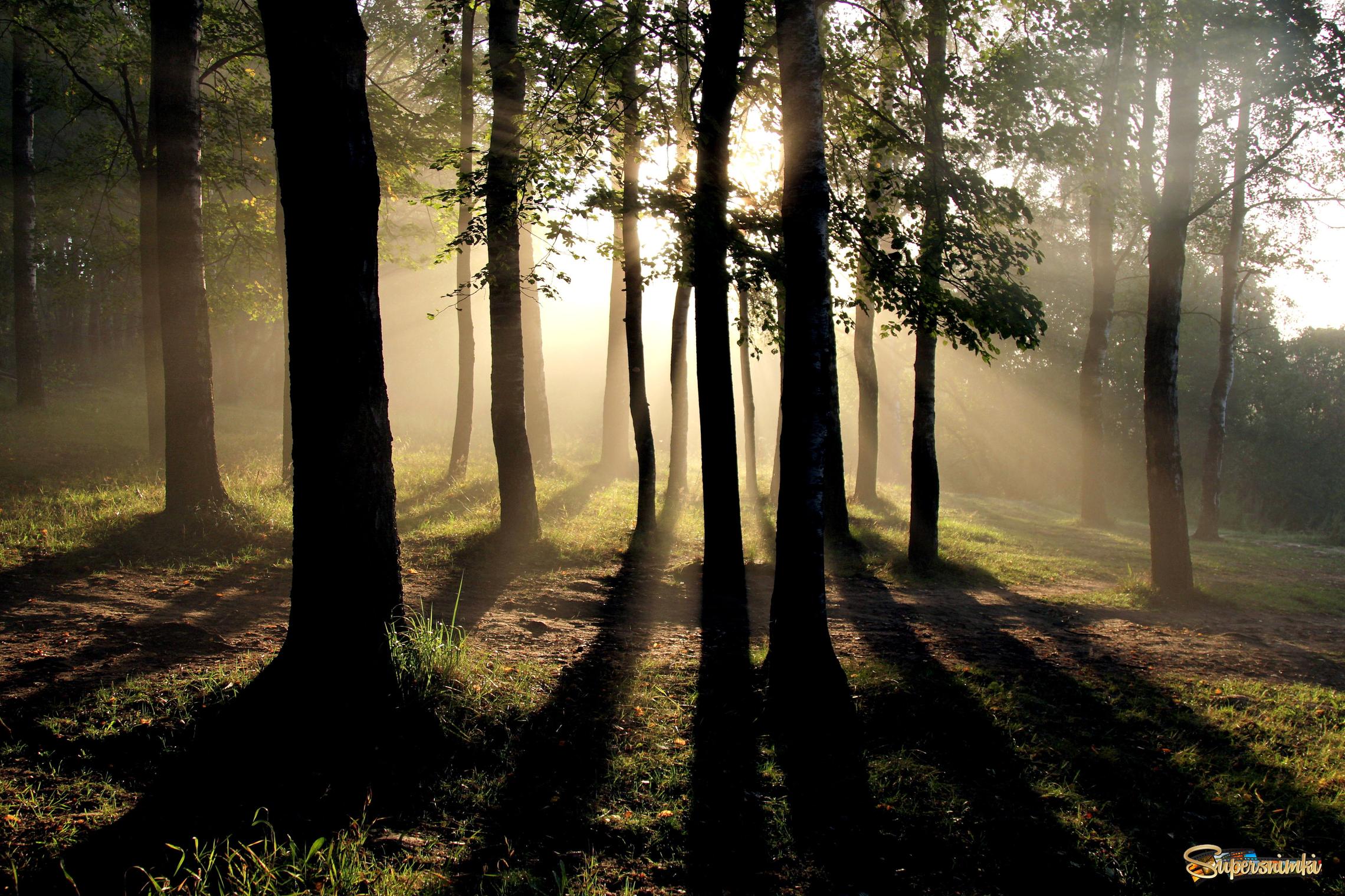 Утро на краю леса