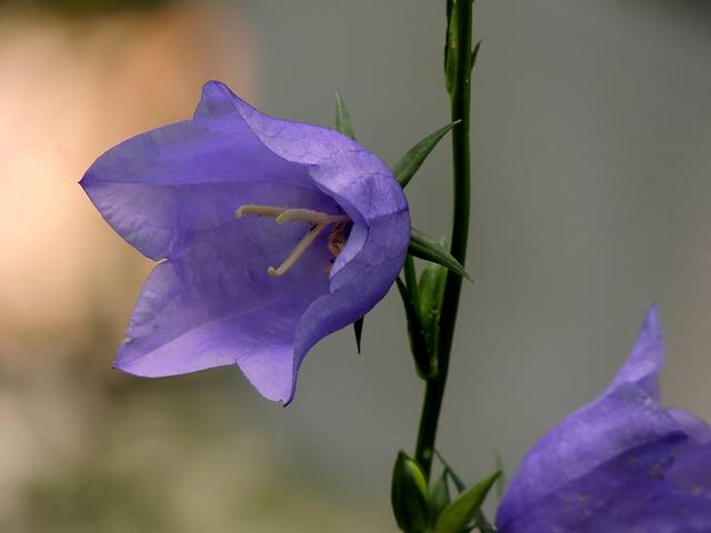 Природа (флора, крупный план)