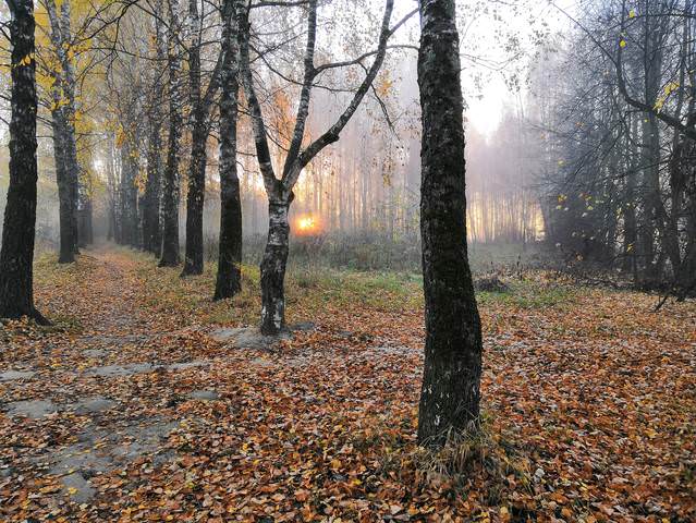 Костёр зари осенней