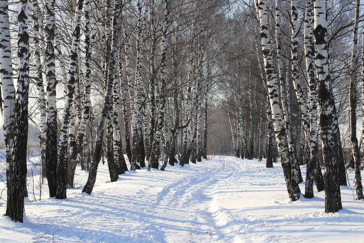 Немного о зиме