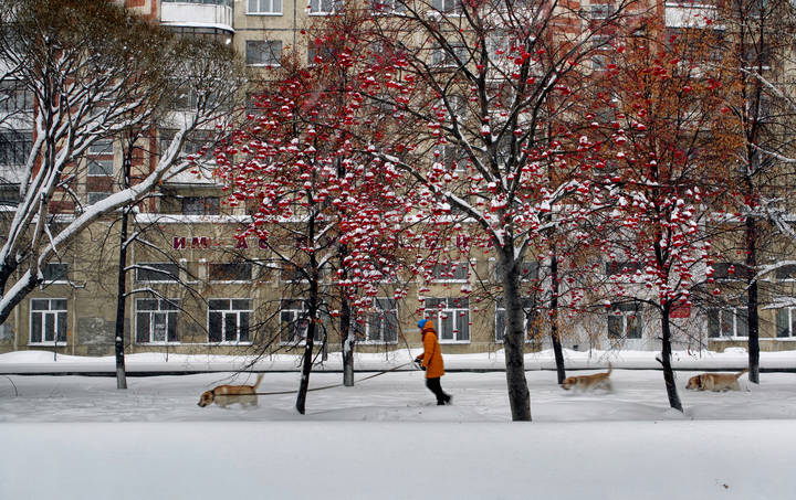 Собачья радость