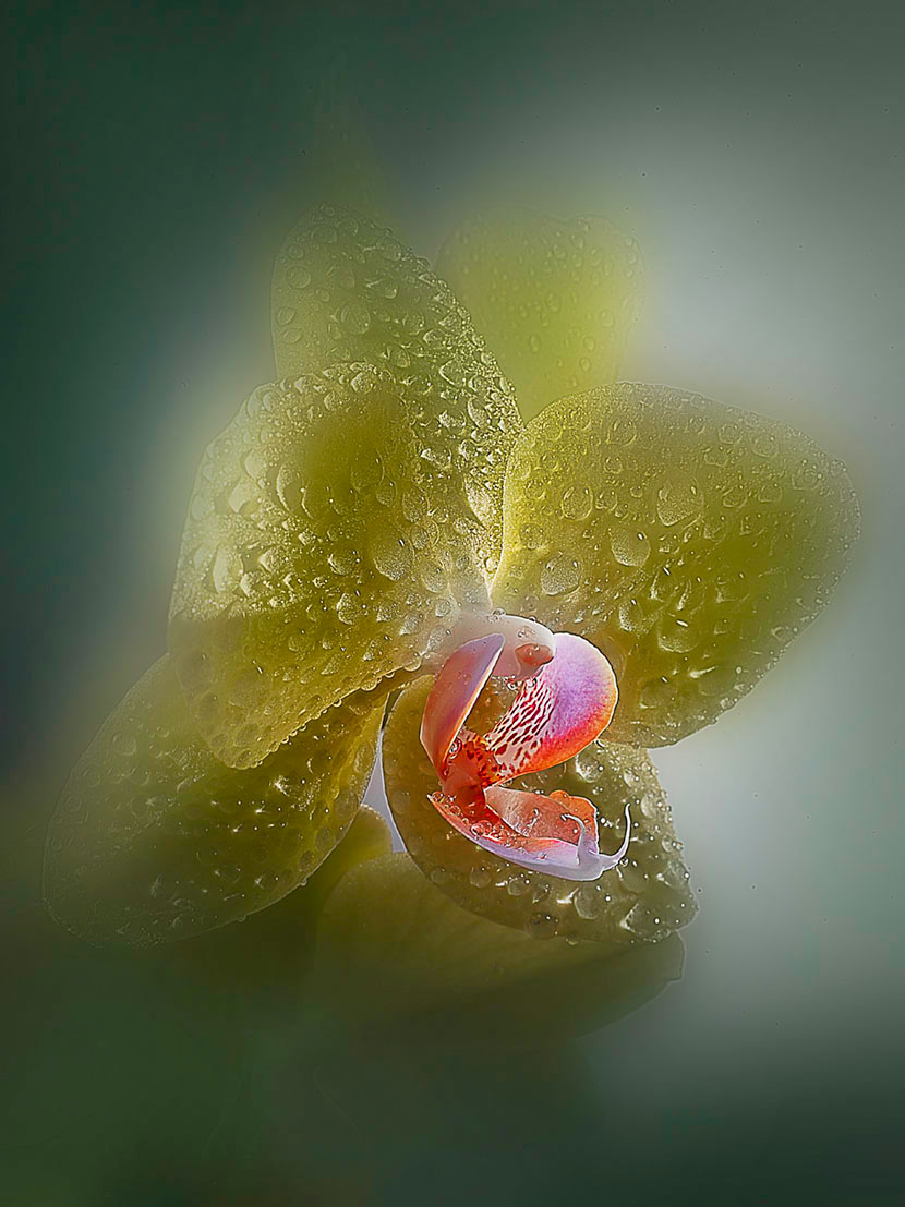 mystical orchid