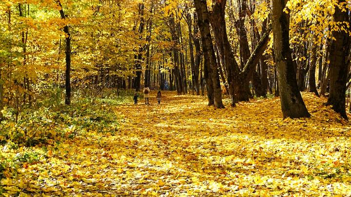 Смоленская осень (2)