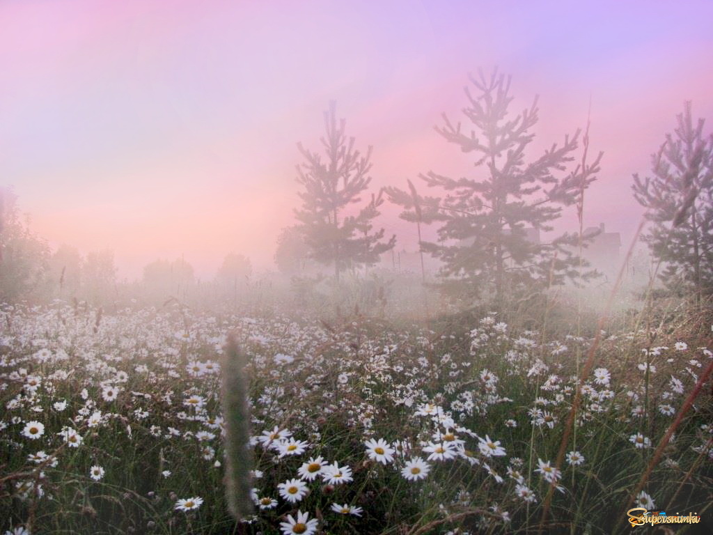 Туман на ромашковом поле