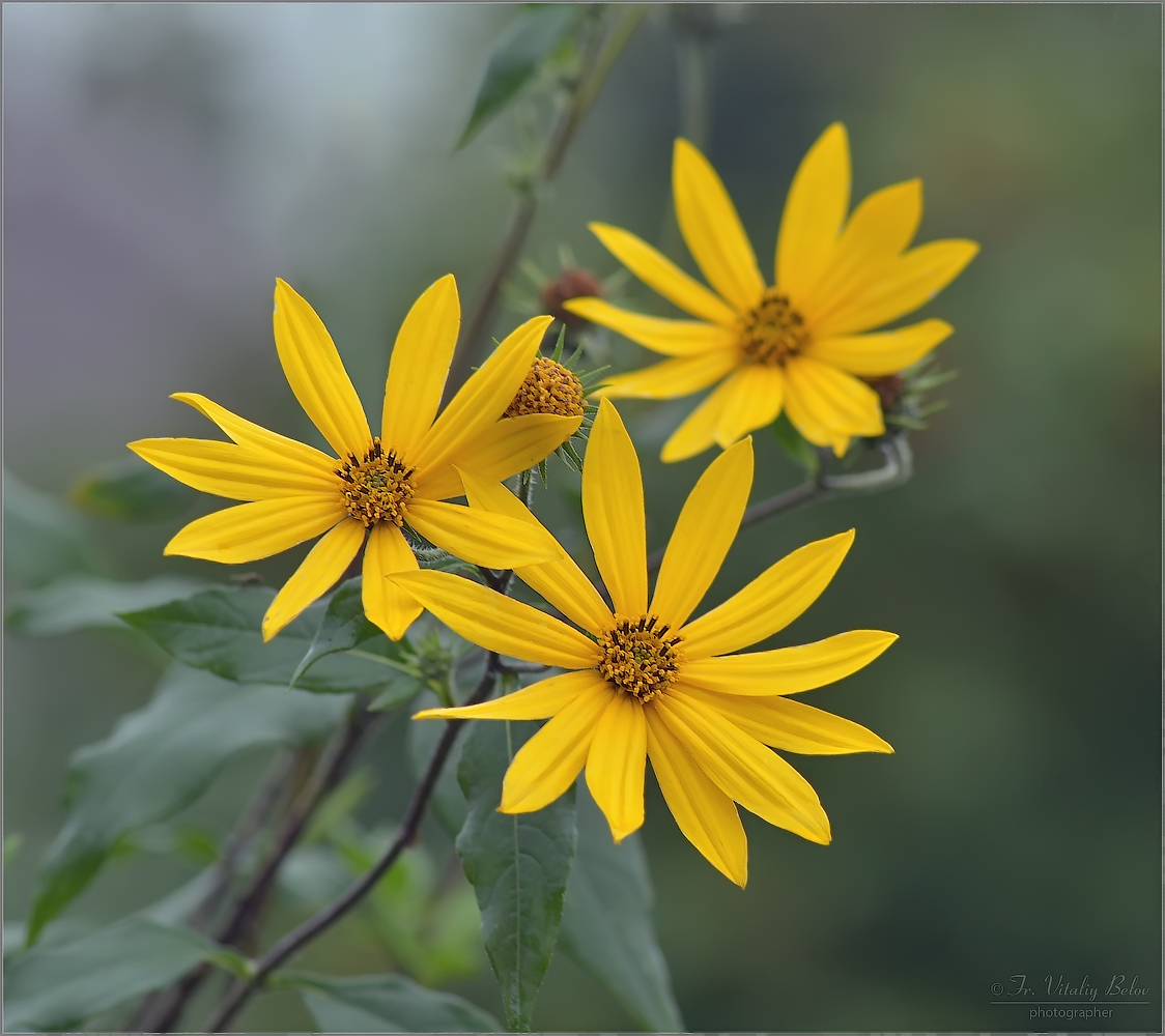 Топинамбур-осени поздней цветы