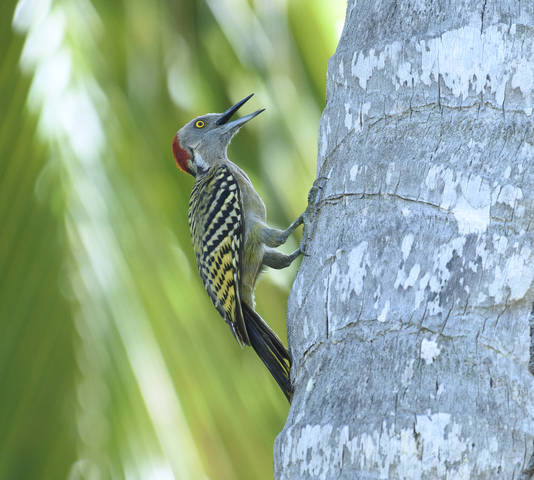 Hispaniolan woodpecker