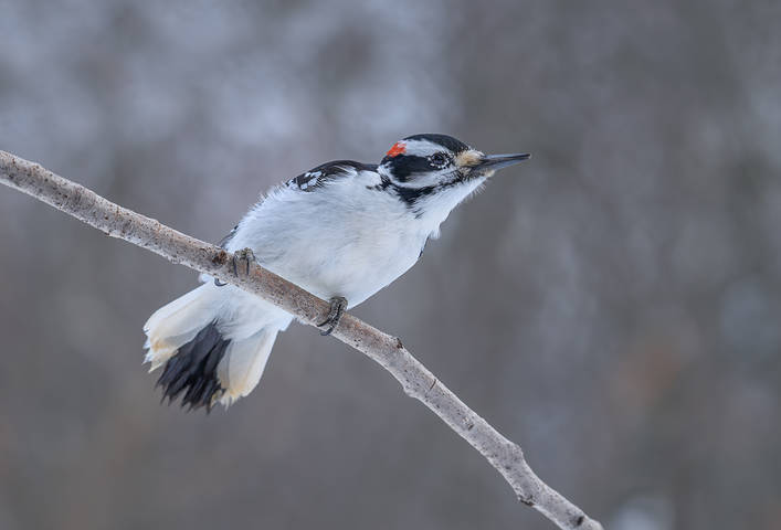 Hairy Woodpecker (male)