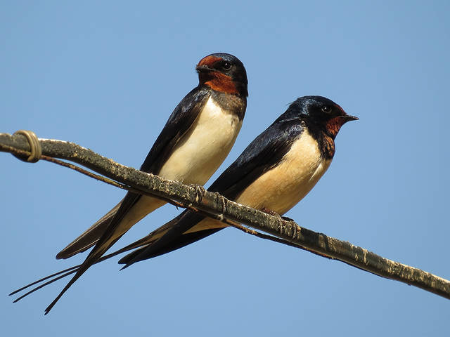 Деревенская ласточка (Hirundo rustica)
