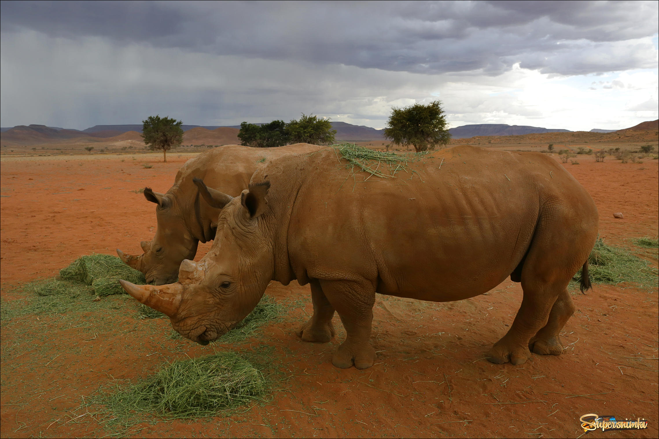 Диких носорогов в Намибии прикармливают, чтобы показать туристам. Можно проехать десятки километров по саванне и пустыне и не встретить ни одного животного!