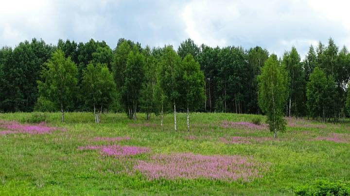 Природа Смоленщины