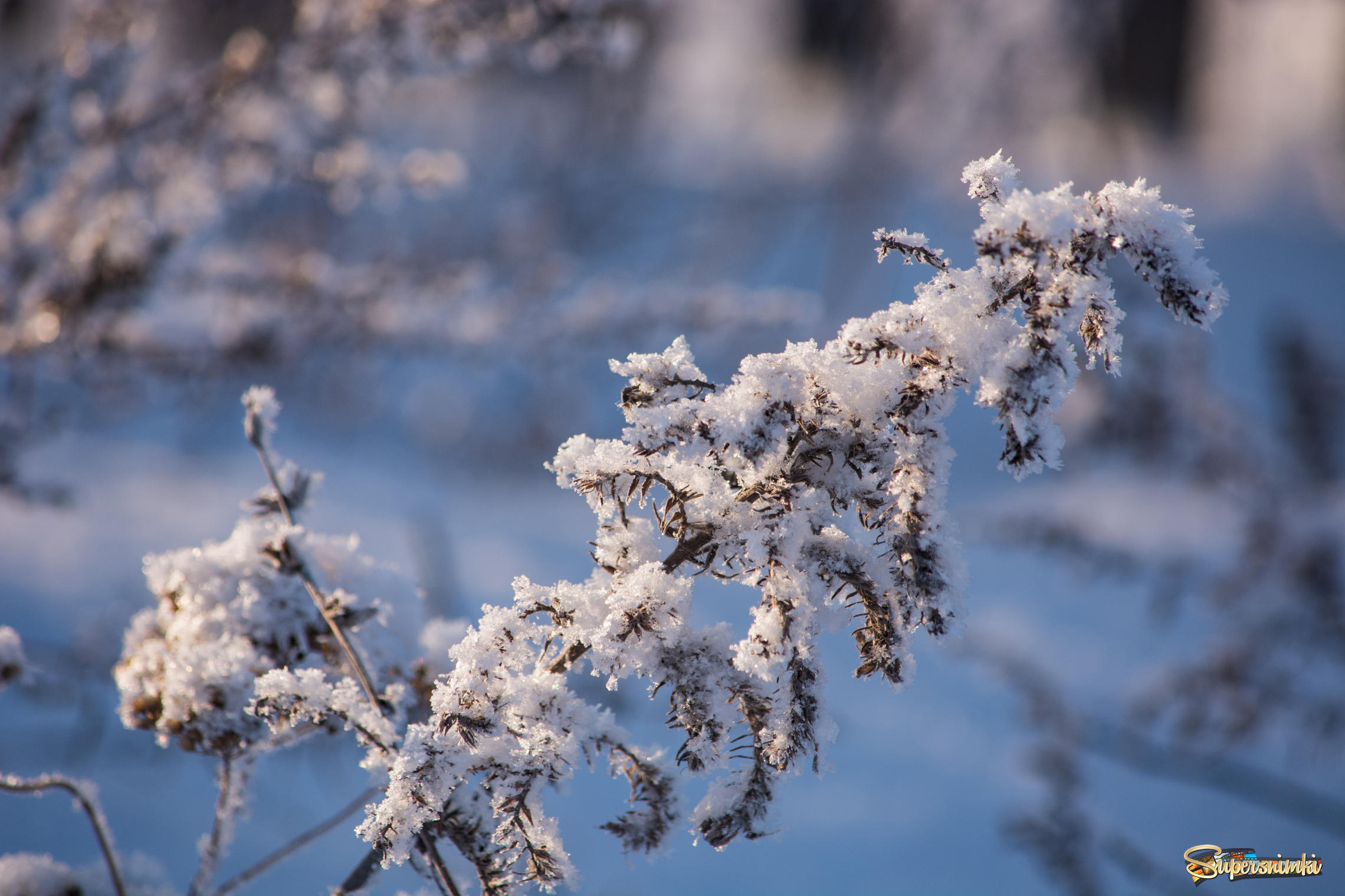 Вертикально растительный мир зимой картинки