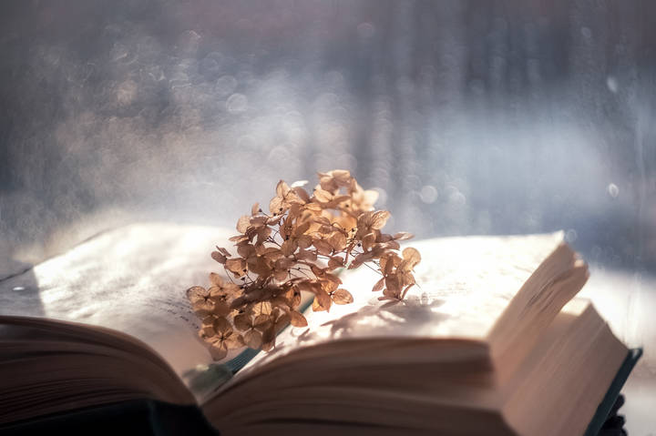 Книга у окна