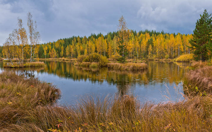 Осень на болотах. 