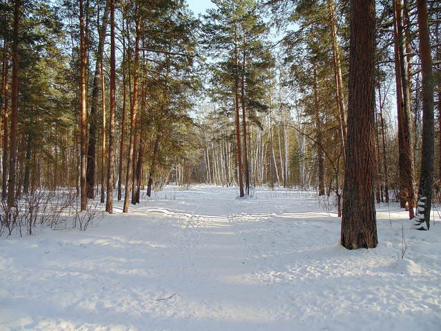 Лесными дорогами .