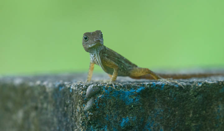 Hispaniolan Gracile Anole (Anolis distichus ignigularis)