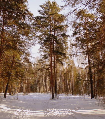 Сосны - великаны.
