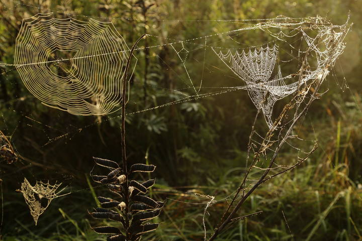 Утренний мотив