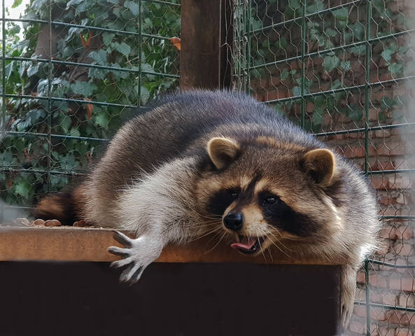 Вольяжно