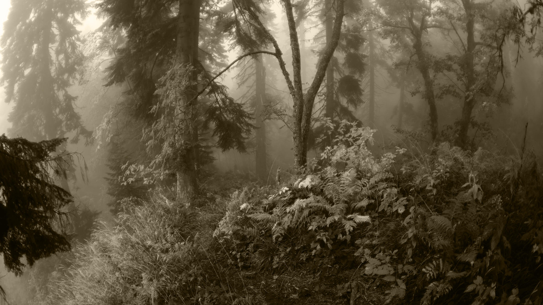 Secrets of Misty Forests