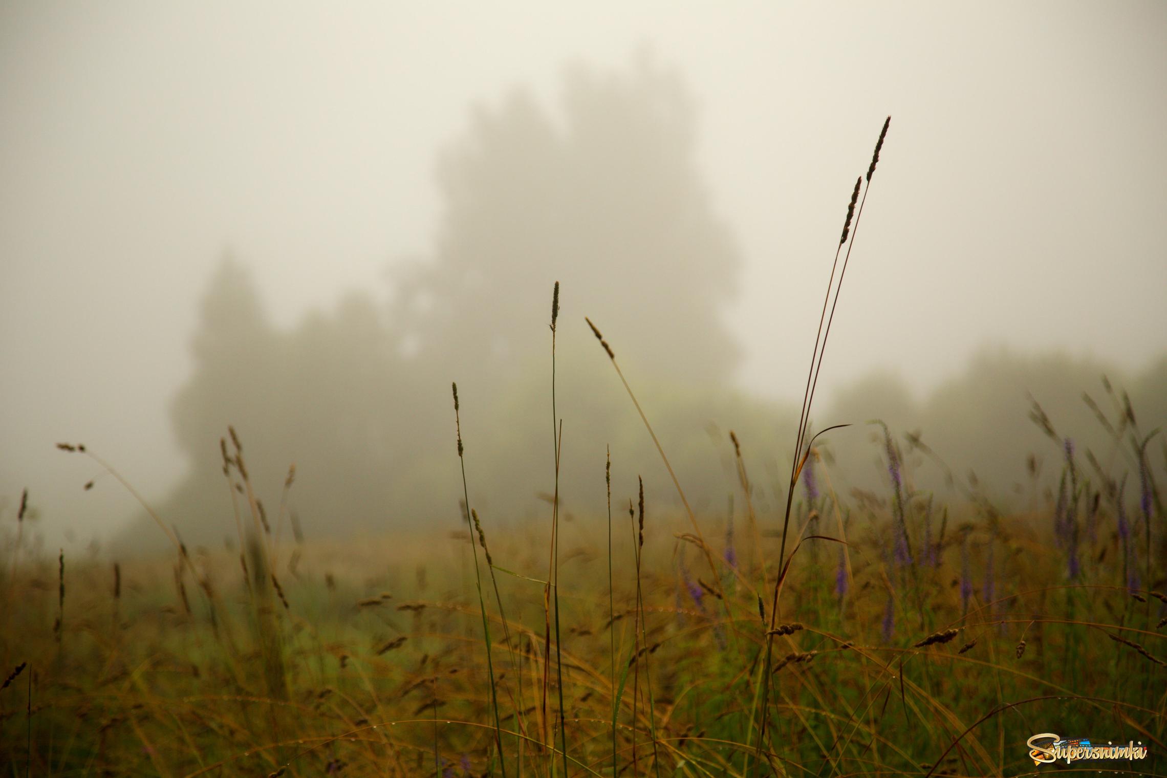 За деревней расстилается широкое поле. Утро туман. Луг туман. Луга в тумане. Луг утром в тумане.