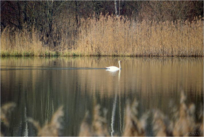 весна