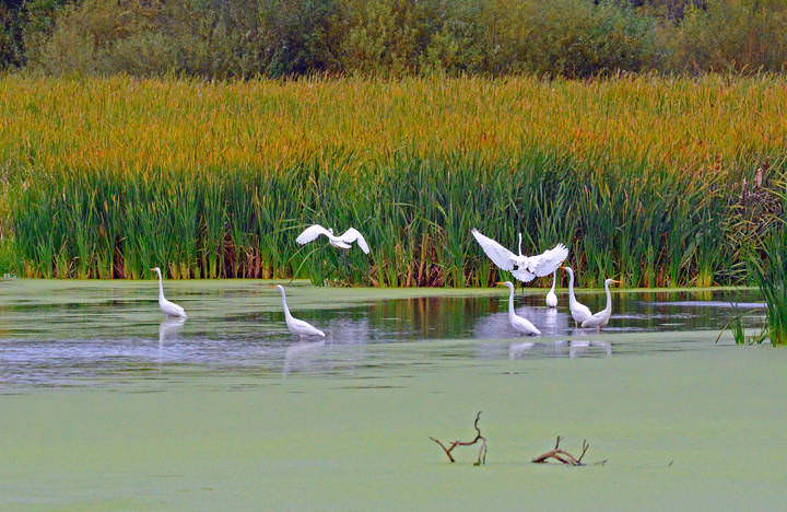 Цапли на озере.