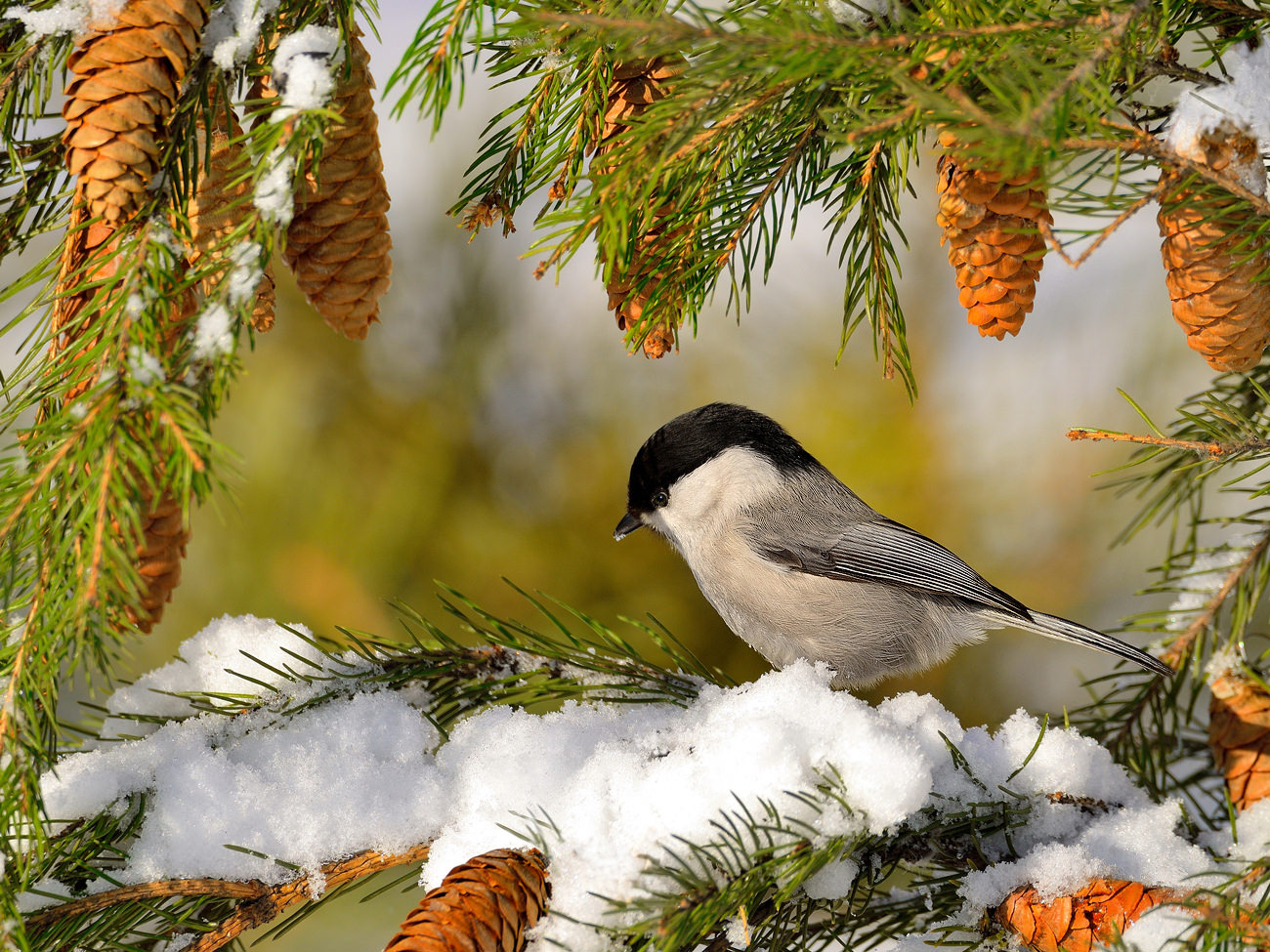 Хвойный птицы. Зима птицы. Птицы России зимой. Птицы в зимнем лесу. Птички зимой.