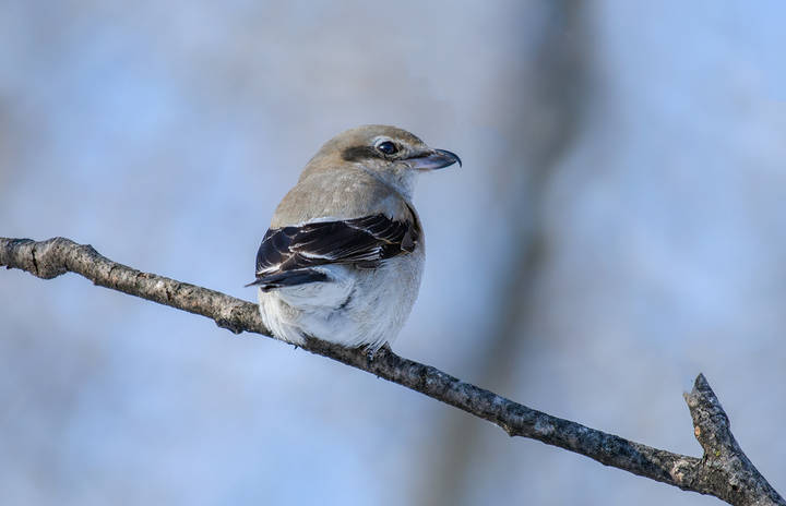 Northern Shrike (Lanius borealis) 