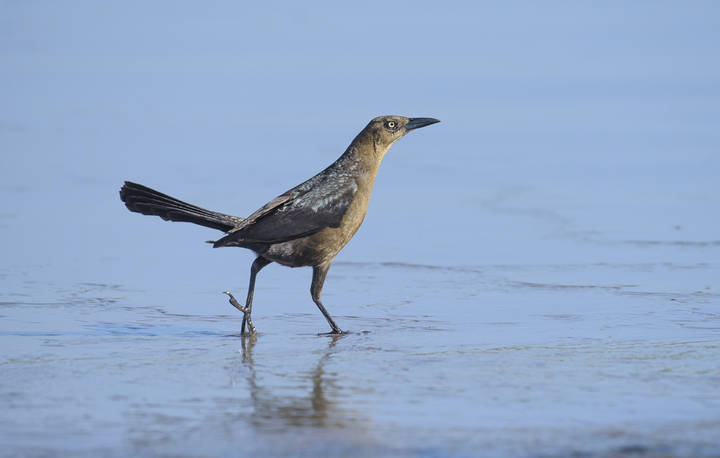 Nicaraguan Grackle (Quiscalus nicaraguensis)