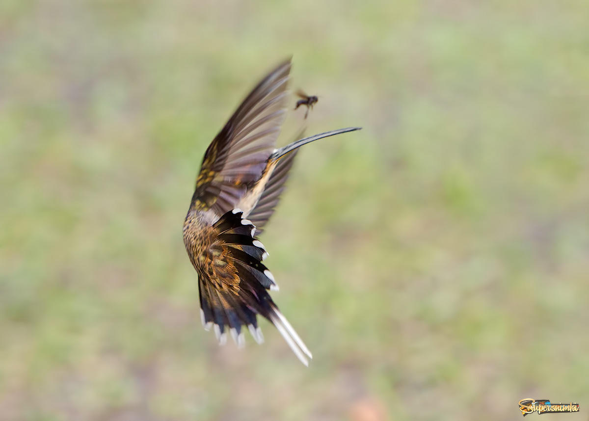 Чешуегорлый солнечный колибри (Phathornis eurynome), Бразилия