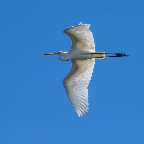 Great egret