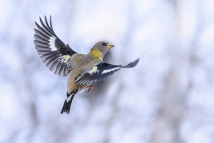 Evening in flight