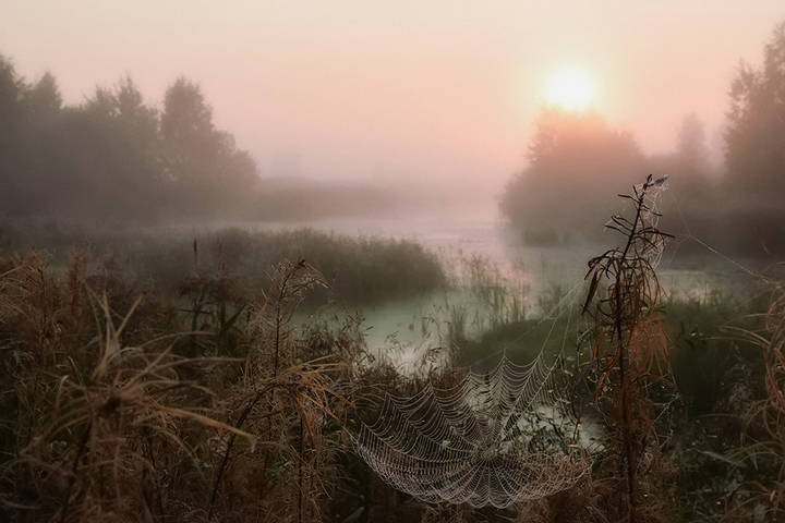 in the realm of cobwebs