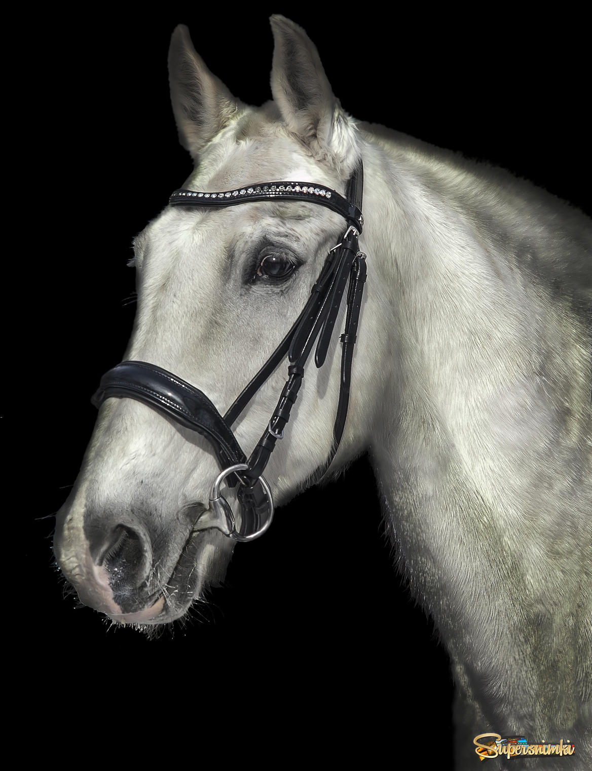 портрет серого коня