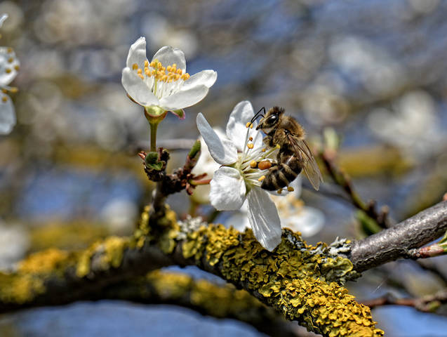 5ca33657e2cfda6b2124c601