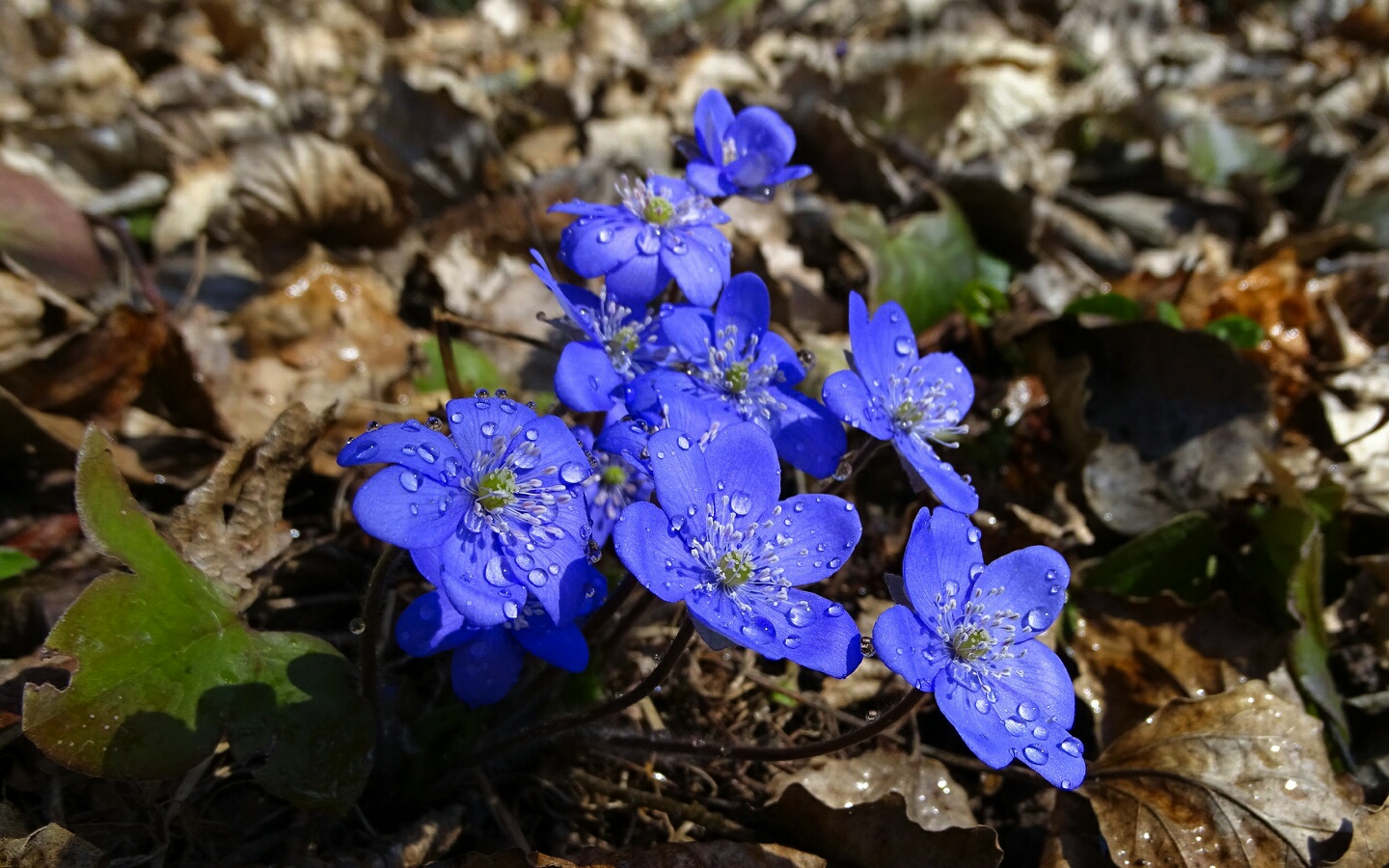 Весна и цветы (пролеска  голубая)