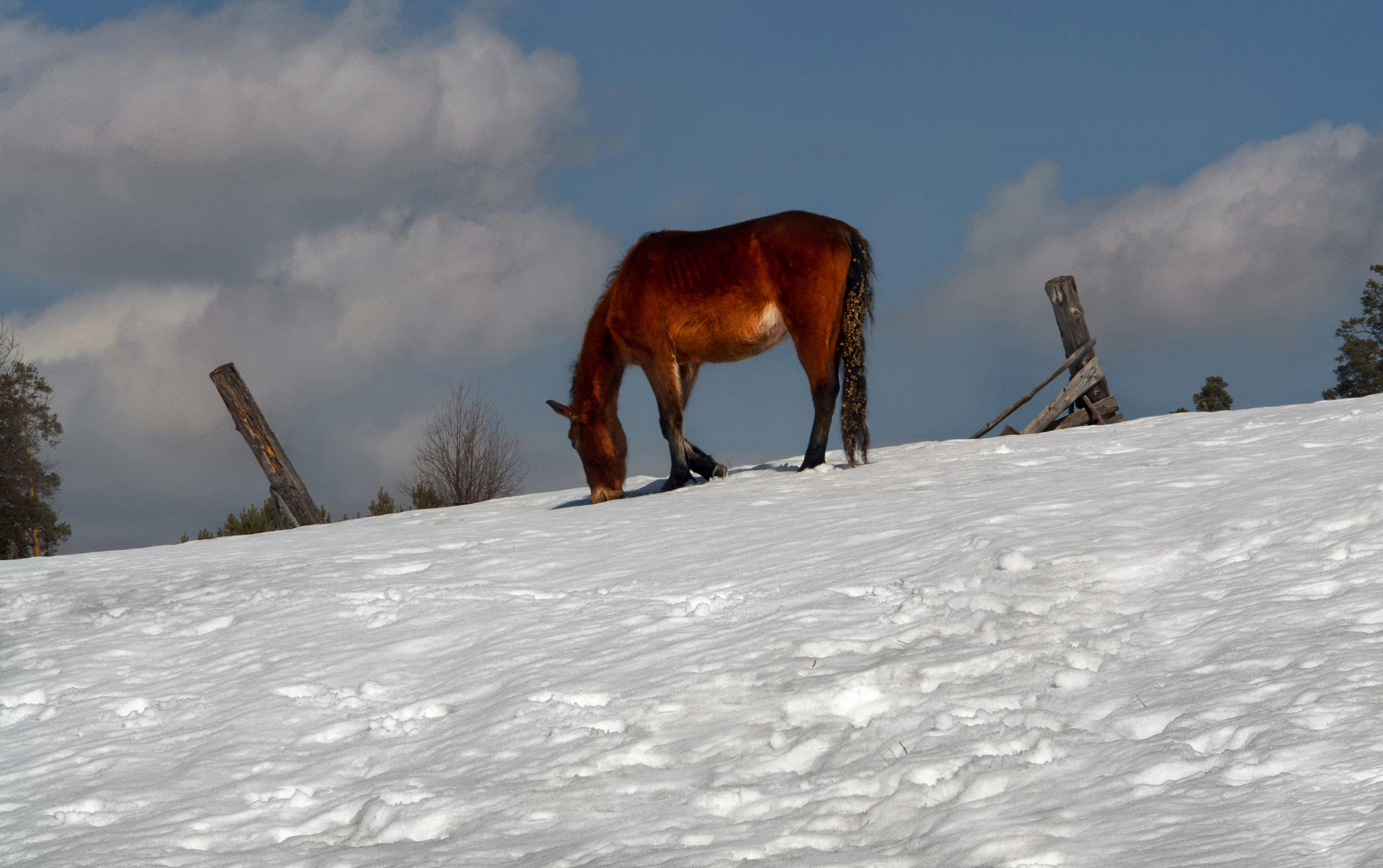 Лошадь на снегу