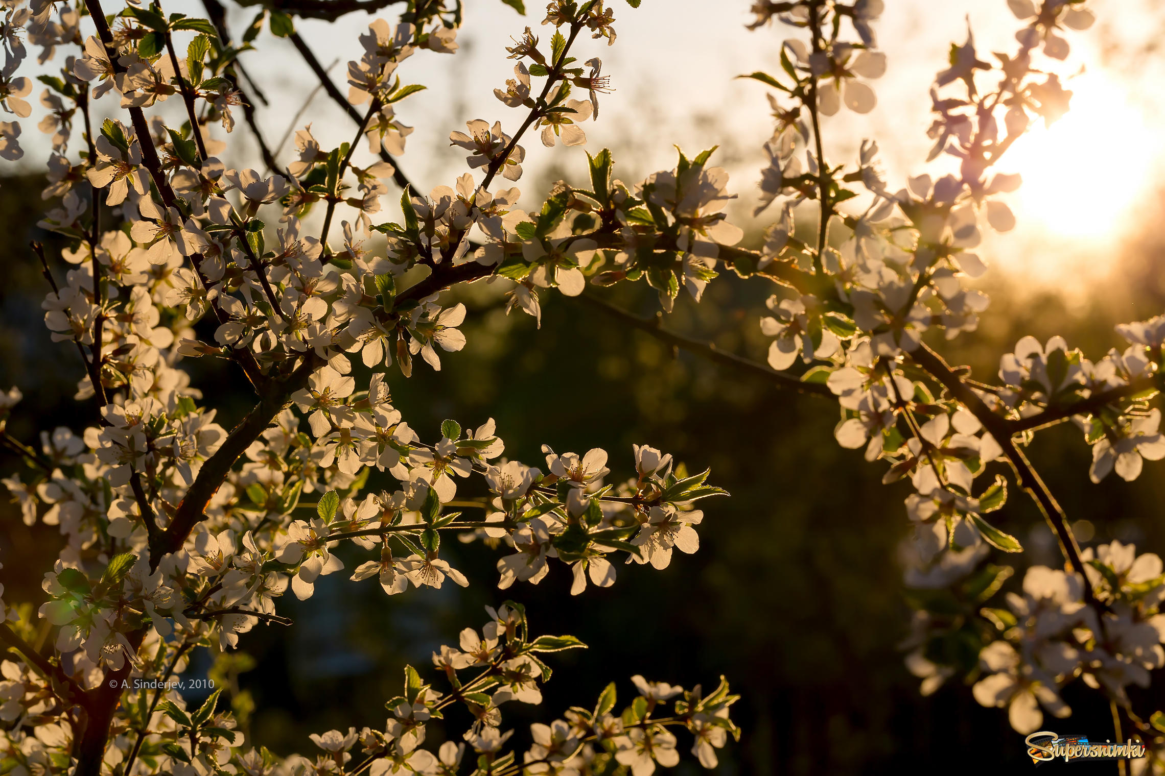 Зацветать форум. Войлочная вишня цветение. Войлочная цветение. Ветви цветущего миндаля. Широкоформатные обои цветение абрикоса.