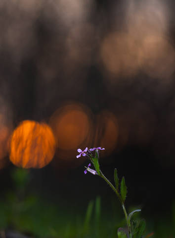 Солнечное