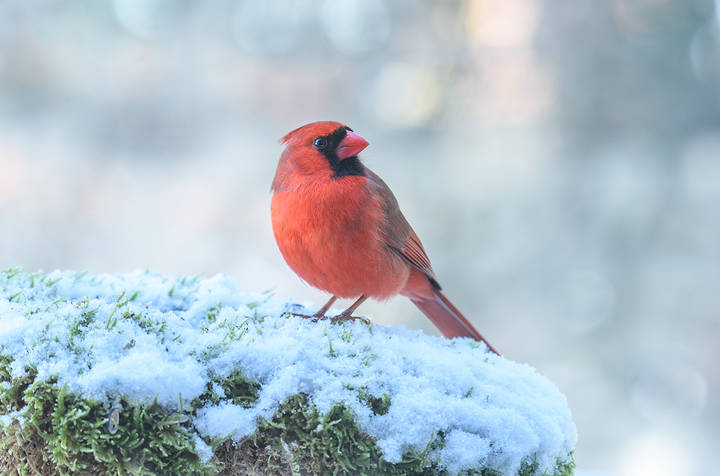 Northern cardinal