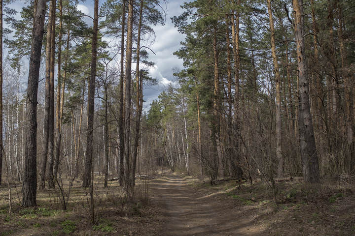 В весеннем лесу