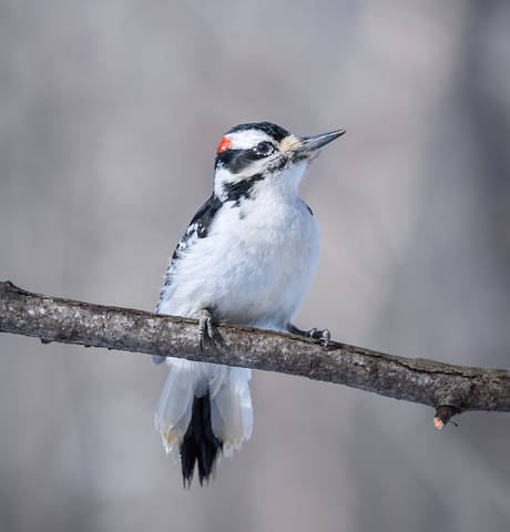 Hairy woodpecker (male)