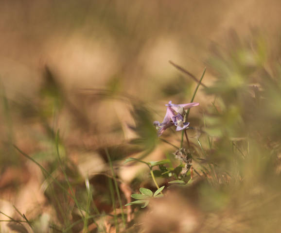 Однажды вечером...