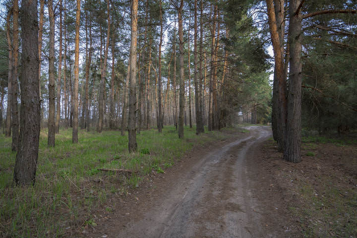 По лесной дороге