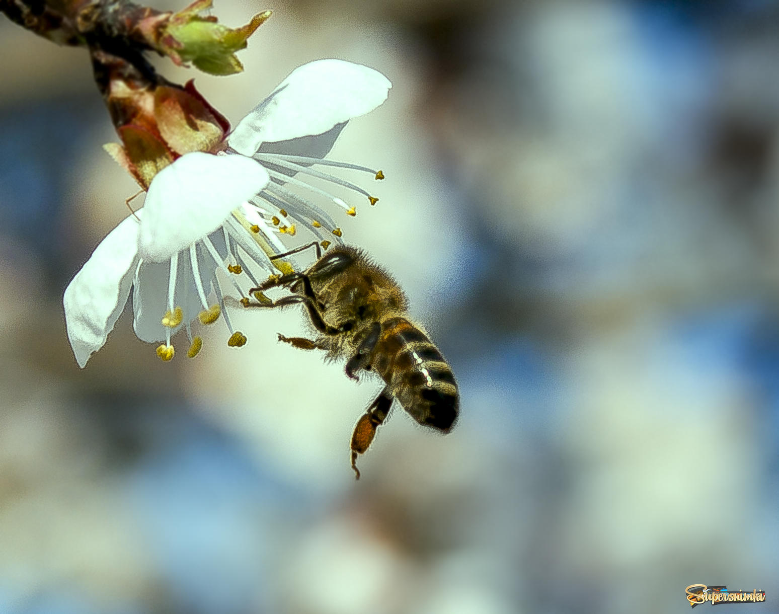 Абрикос и пчелки